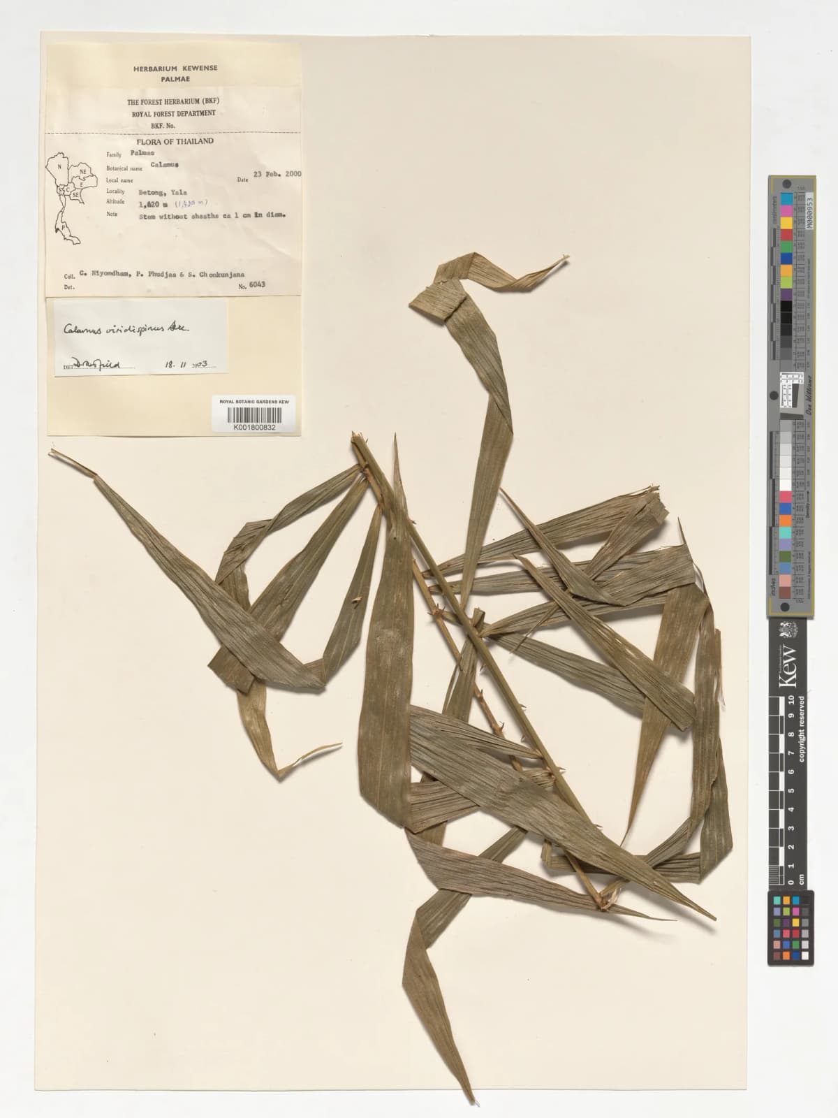 Botanical specimen of Calamus Viridispinus.