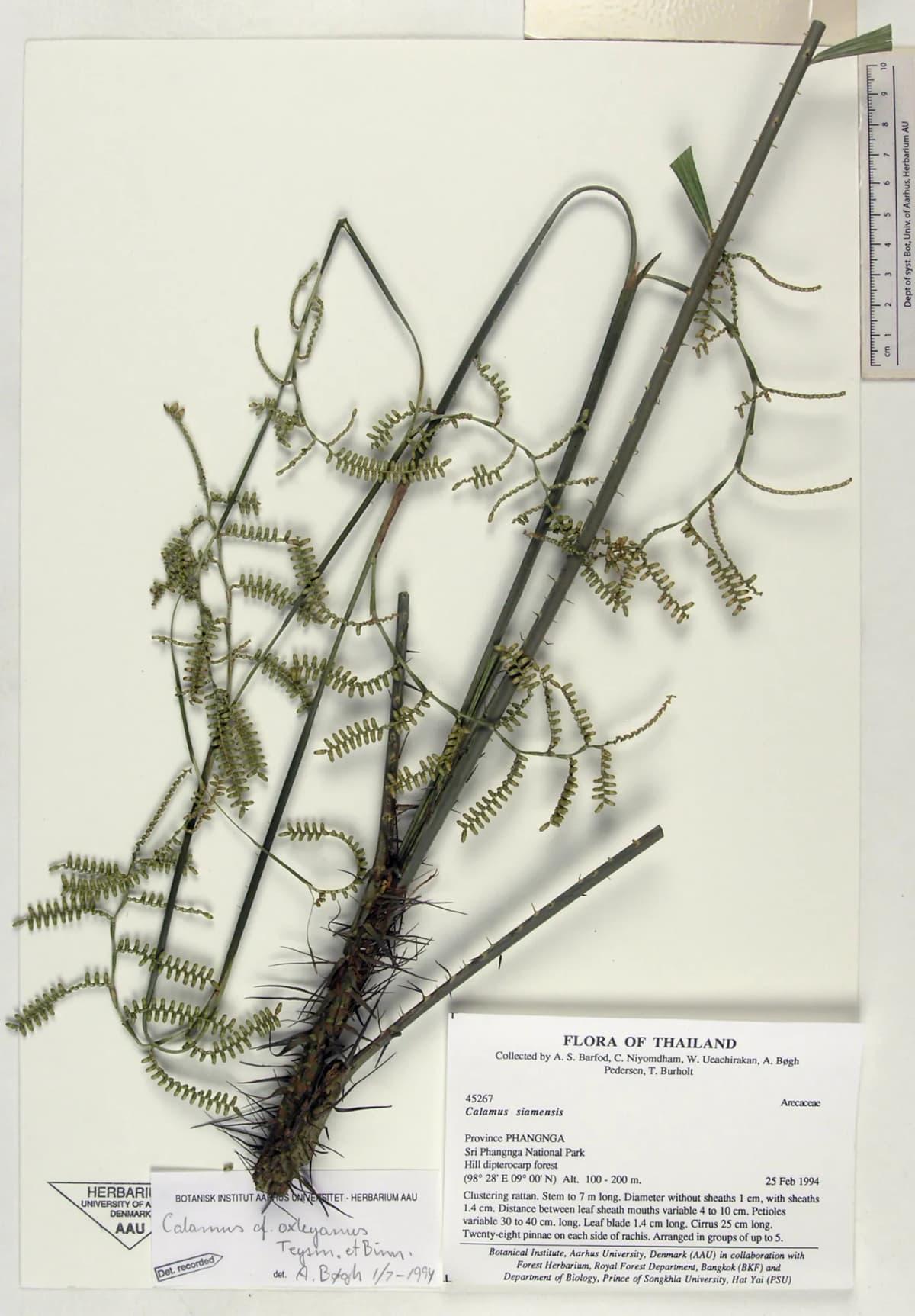 Botanical specimen of Calamus Viridispinus.