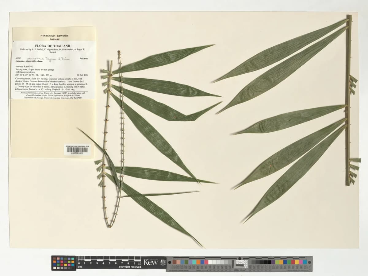 Botanical specimen of Calamus Viridispinus.