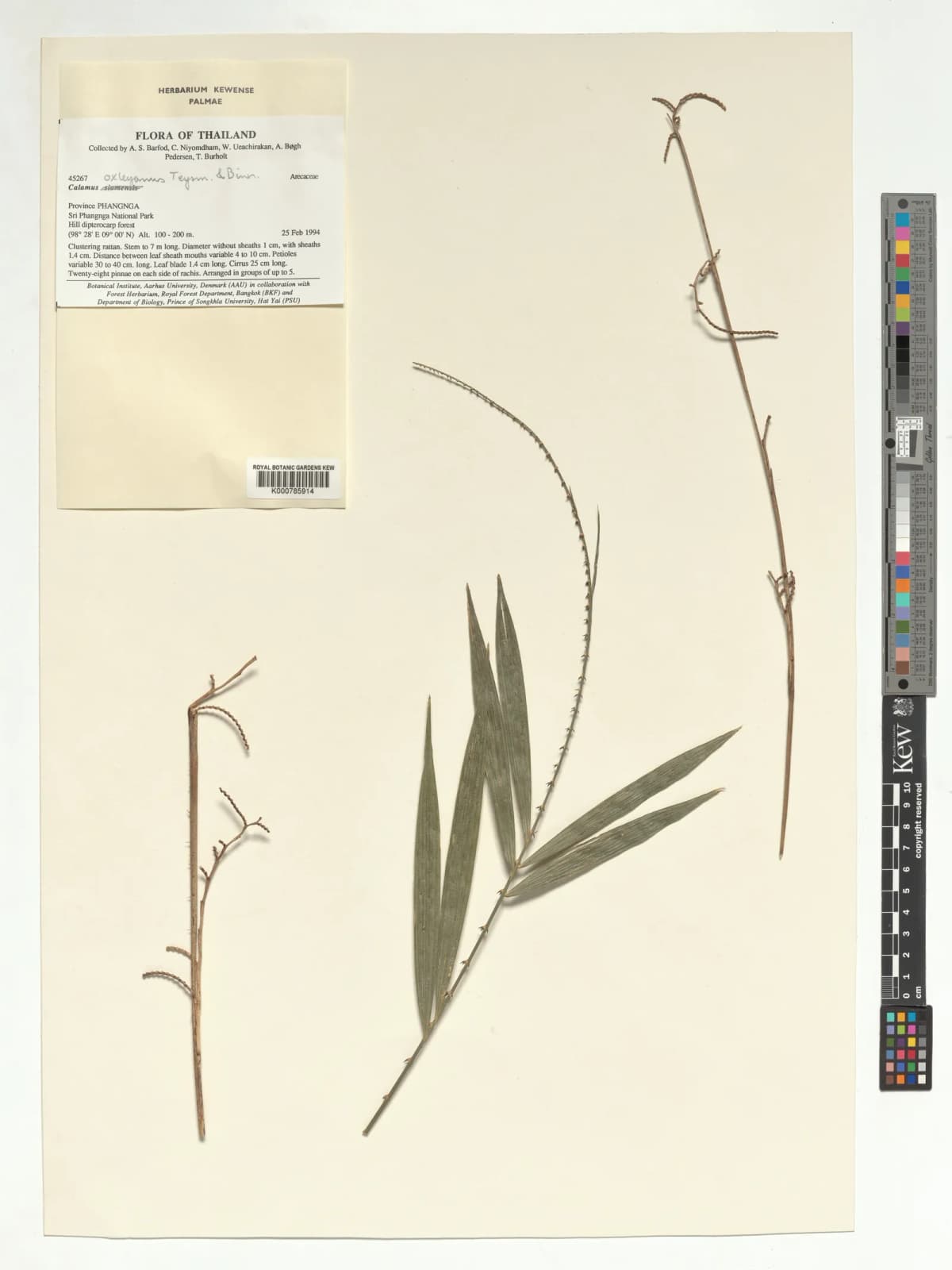 Botanical specimen of Calamus Viridispinus.