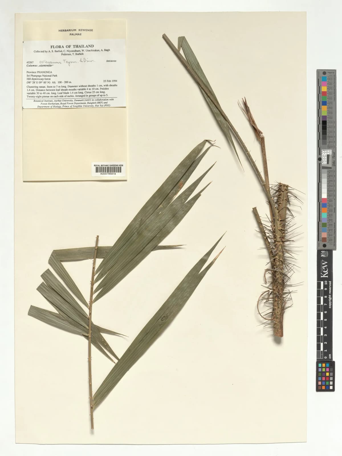 Botanical specimen of Calamus Viridispinus.