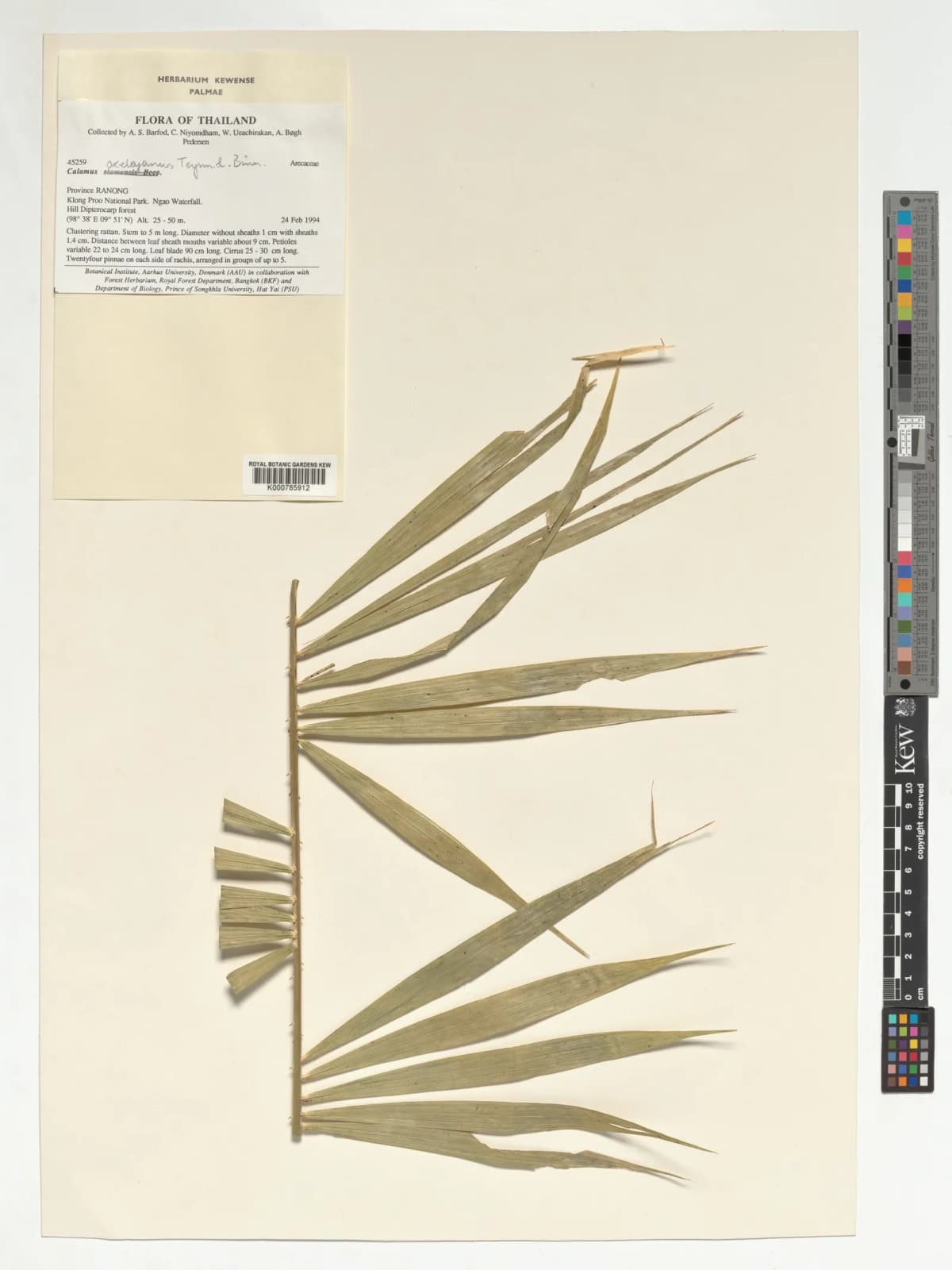 Botanical specimen of Calamus Viridispinus.