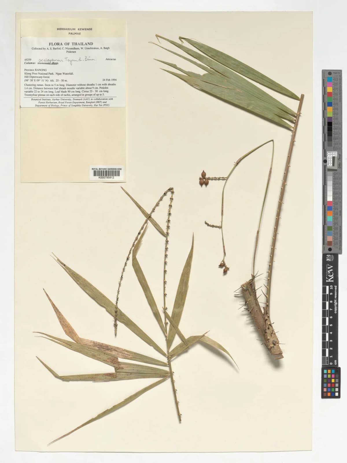 Botanical specimen of Calamus Viridispinus.