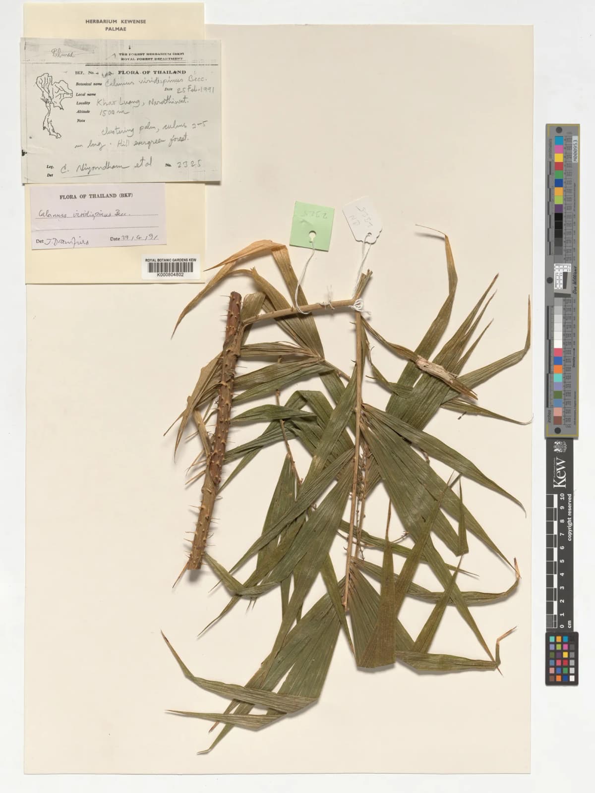 Botanical specimen of Calamus Viridispinus.