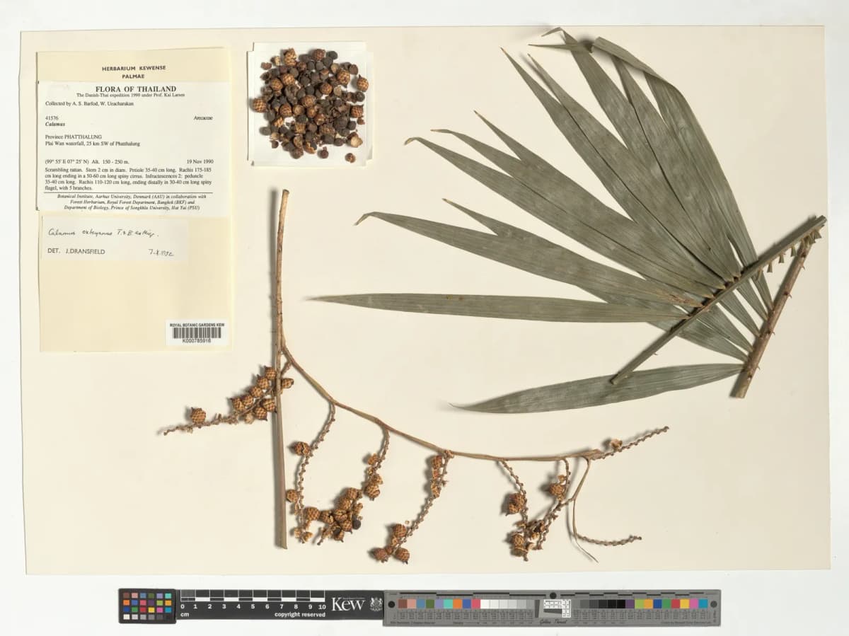 Botanical specimen of Calamus Viridispinus.