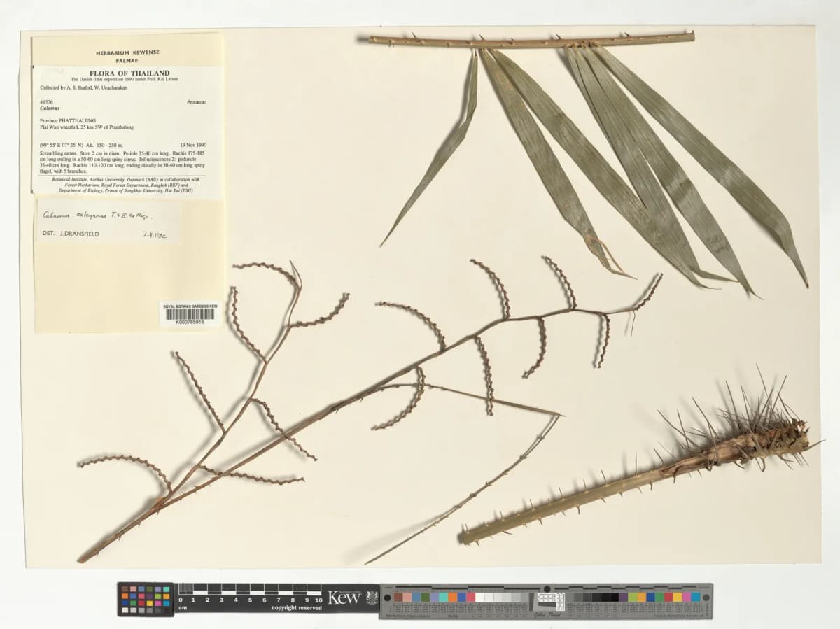 Botanical specimen of Calamus Viridispinus.
