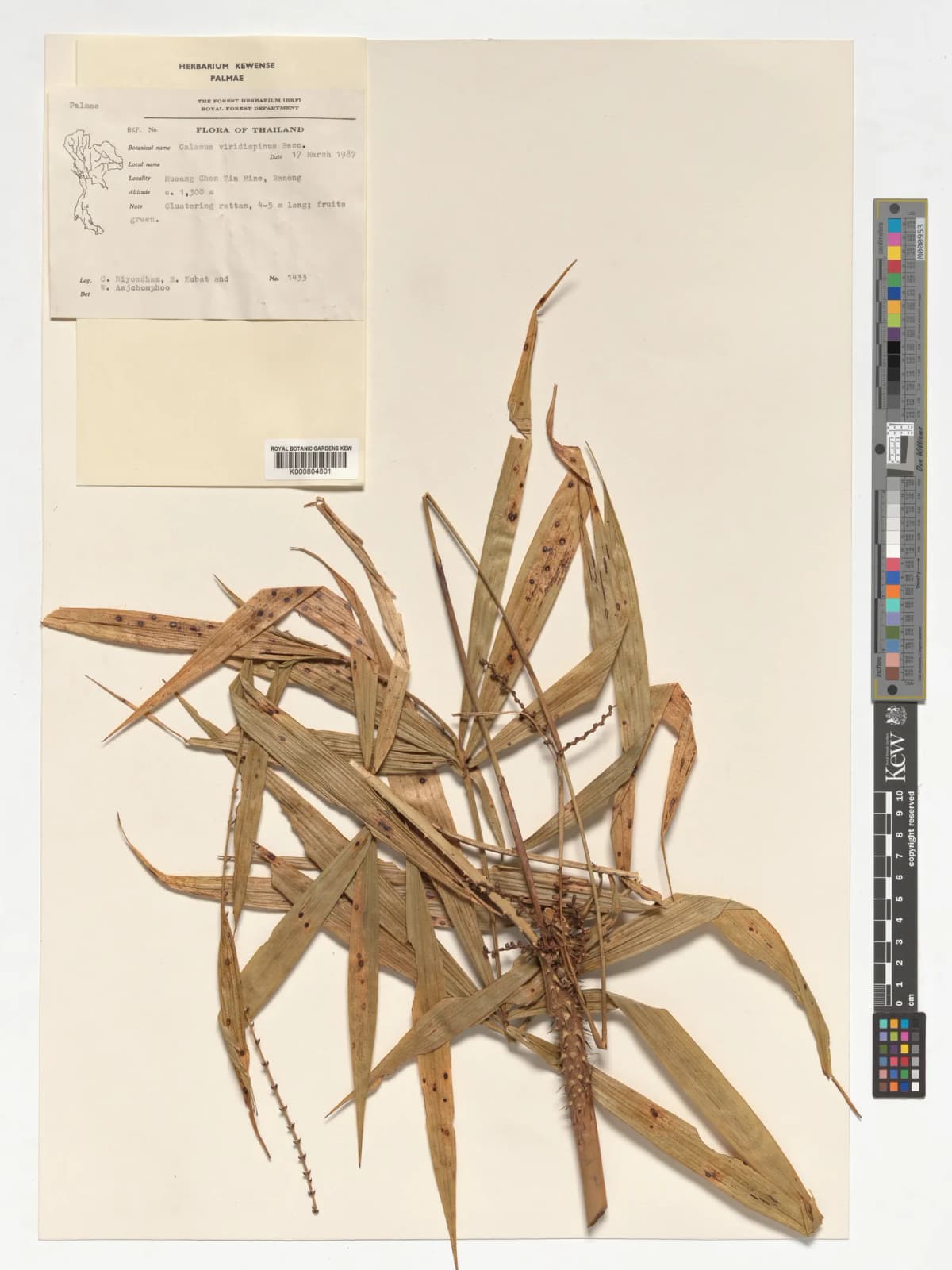 Botanical specimen of Calamus Viridispinus.