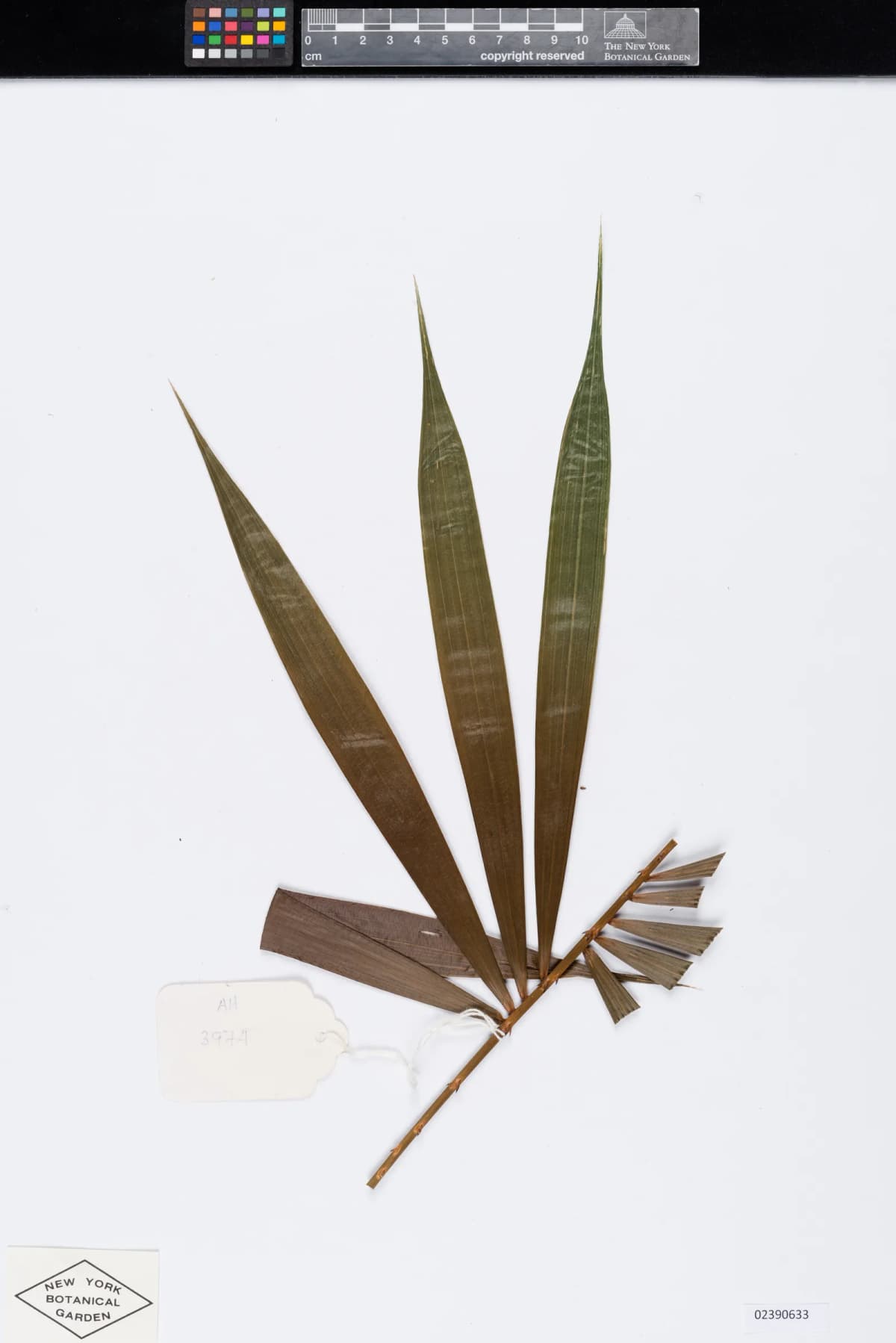 Botanical specimen of Calamus Viridispinus.
