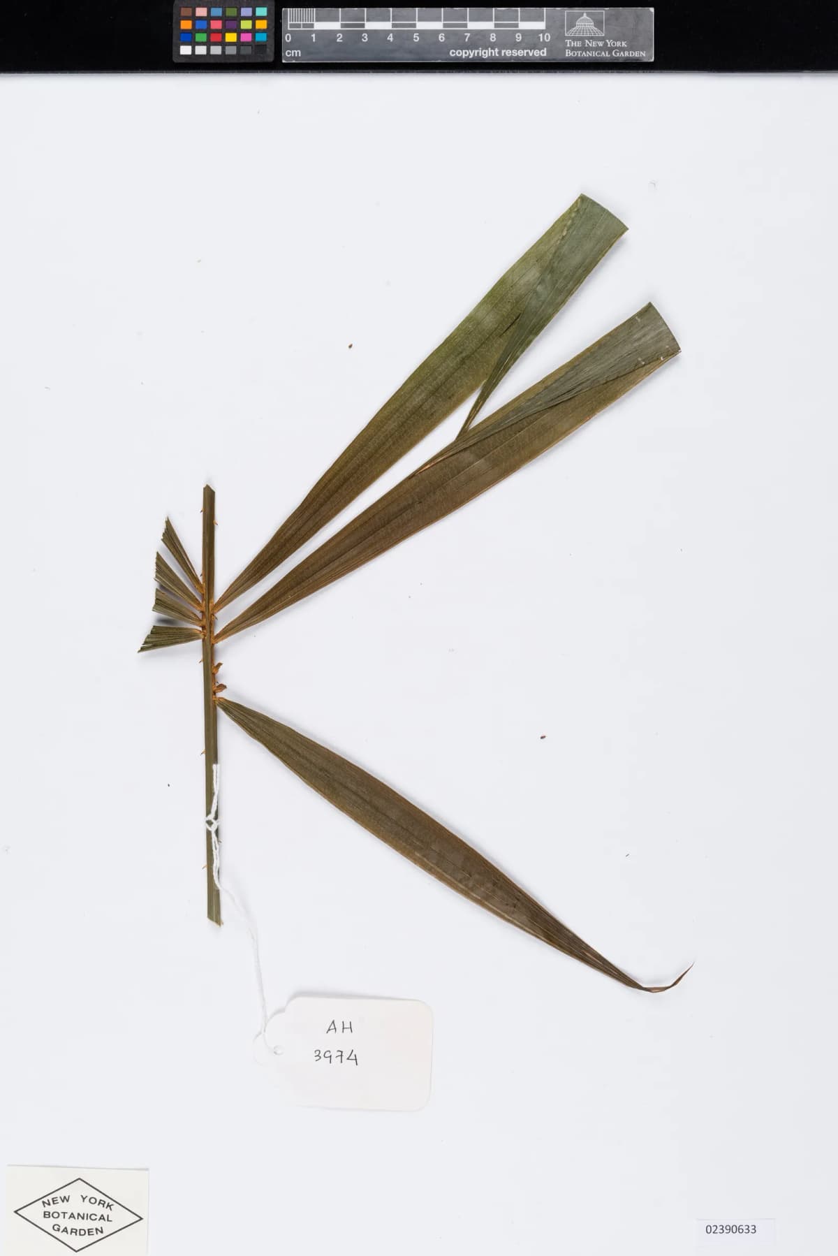 Botanical specimen of Calamus Viridispinus.