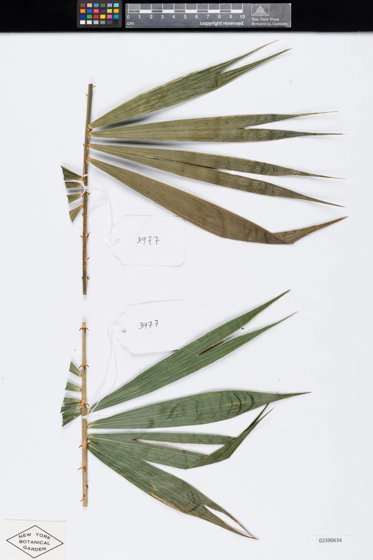 Botanical specimen of Calamus Viridispinus.