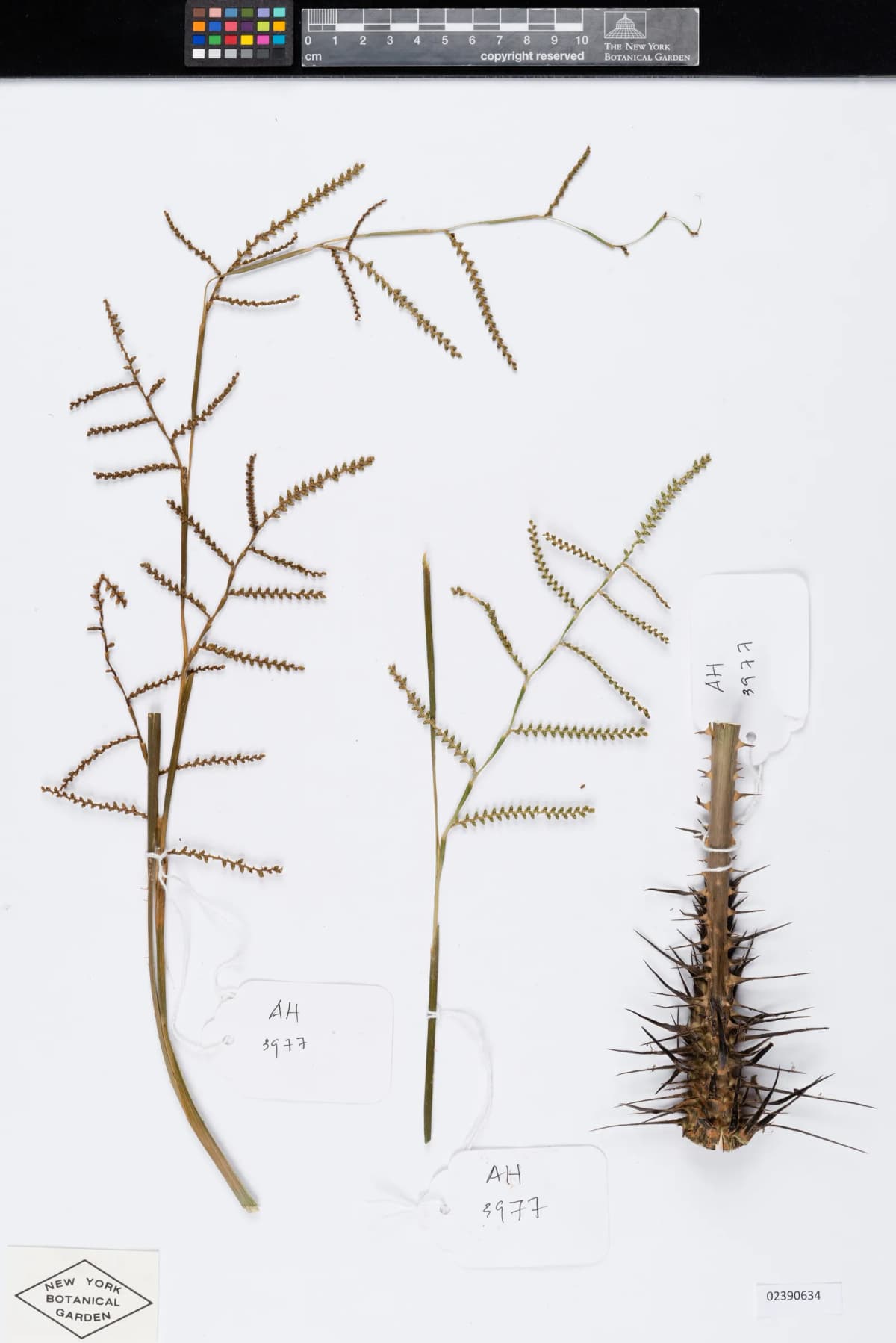 Botanical specimen of Calamus Viridispinus.