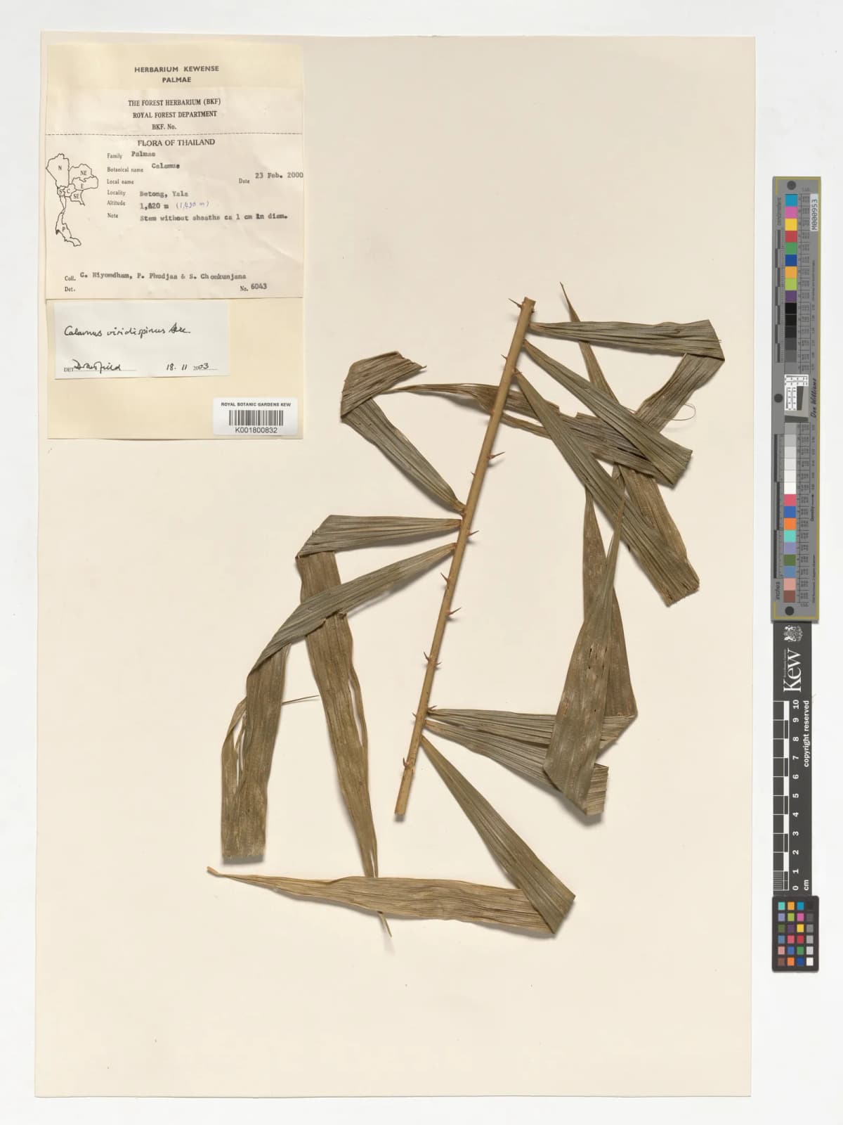 Botanical specimen of Calamus Viridispinus.
