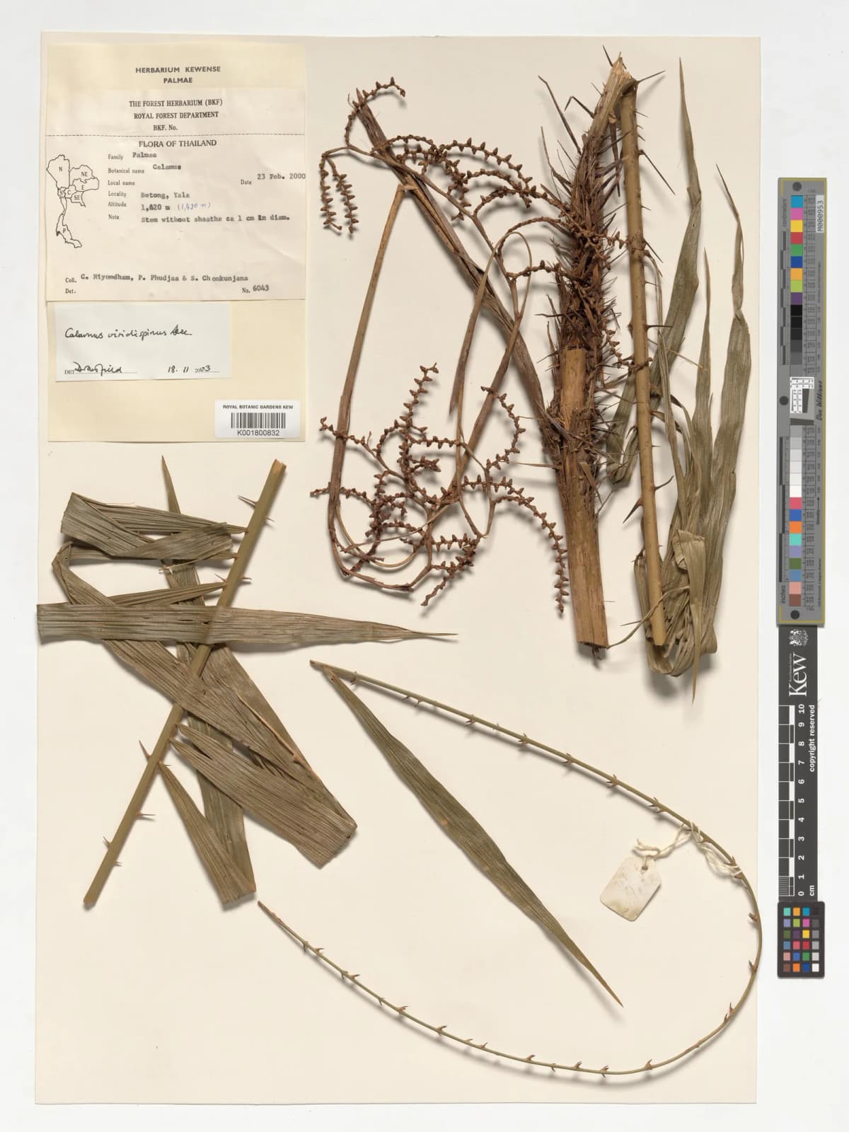 Botanical specimen of Calamus Viridispinus.