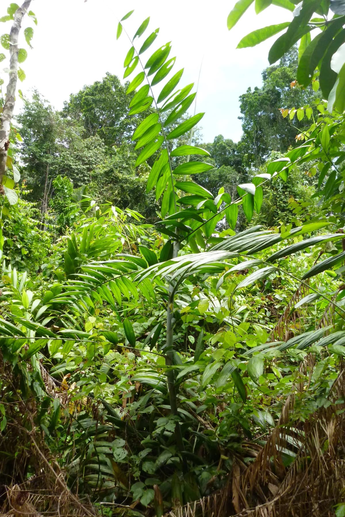 Botanical specimen of Calamus Vitiensis.