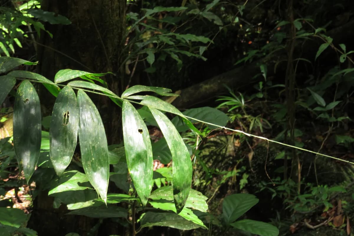 Botanical specimen of Calamus Vitiensis.