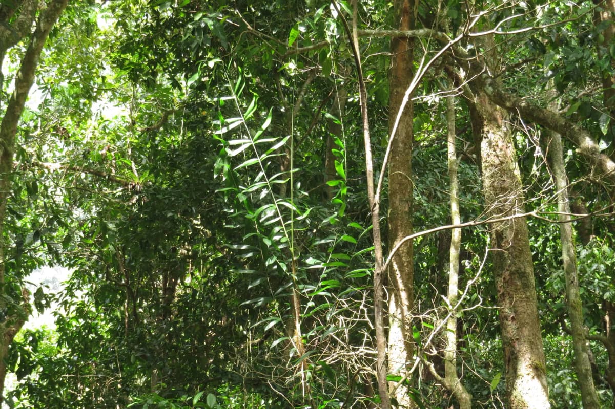Botanical specimen of Calamus Vitiensis.