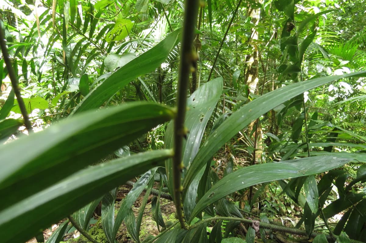 Botanical specimen of Calamus Vitiensis.