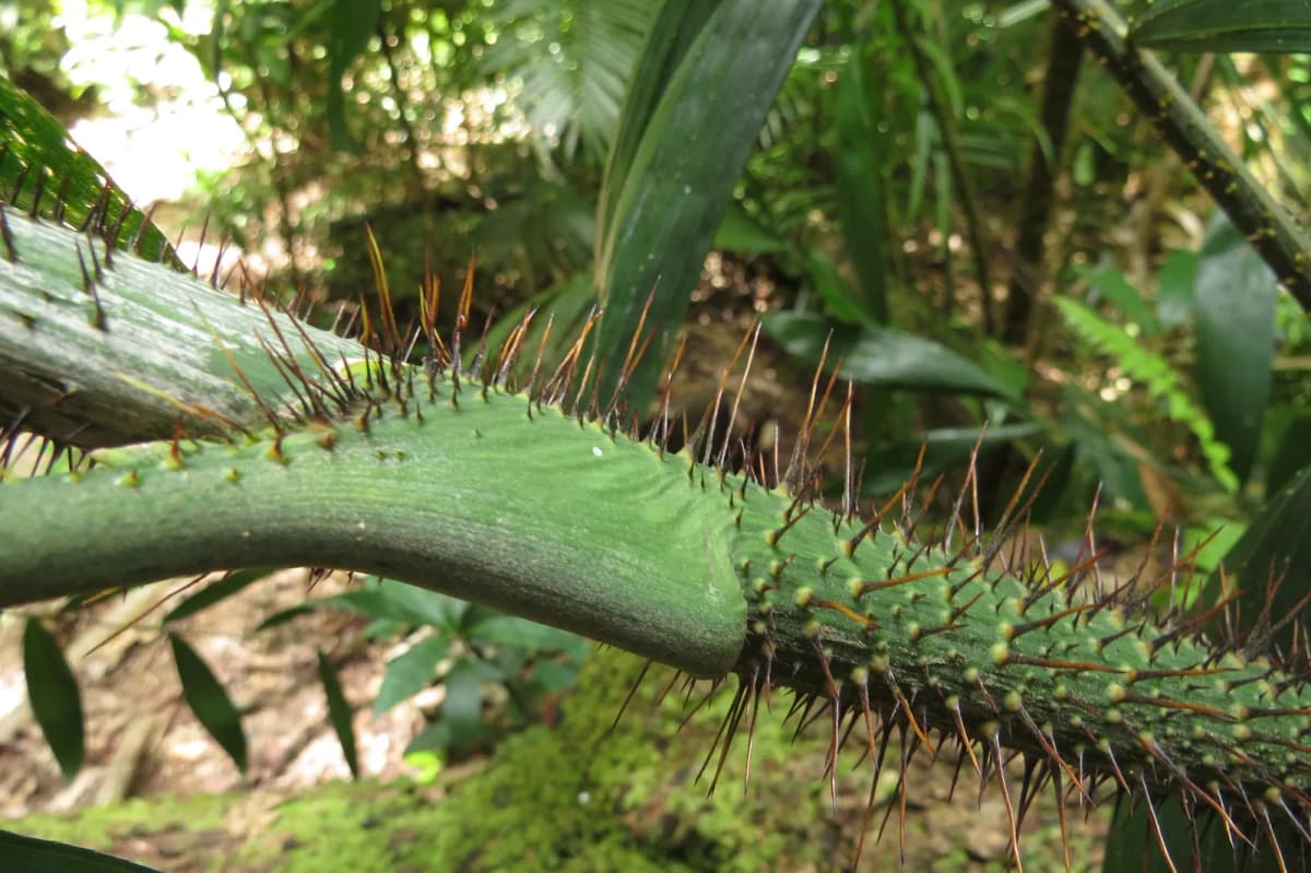 Botanical specimen of Calamus Vitiensis.
