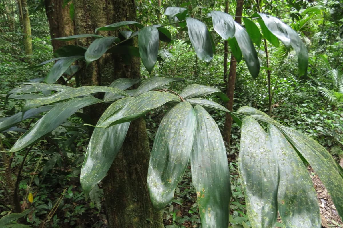 Botanical specimen of Calamus Vitiensis.