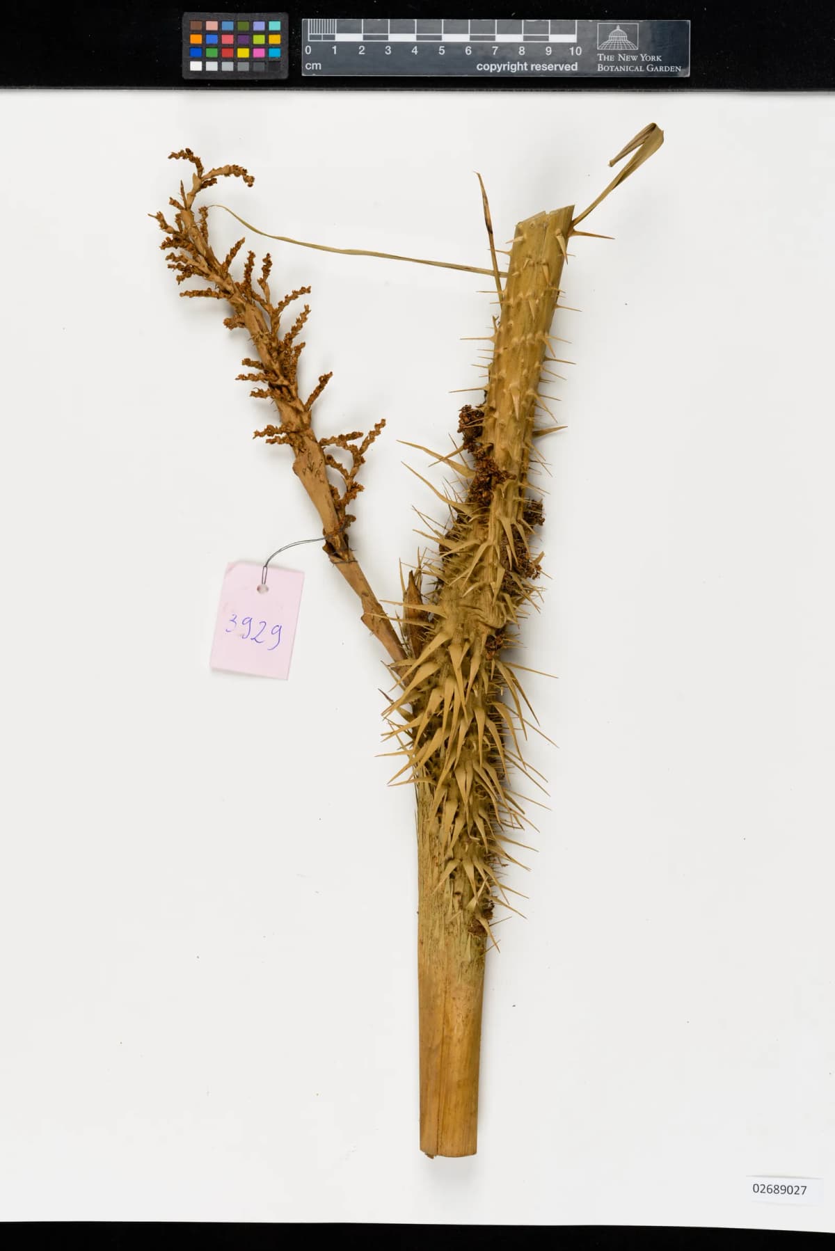 Botanical specimen of Calamus Wailong.
