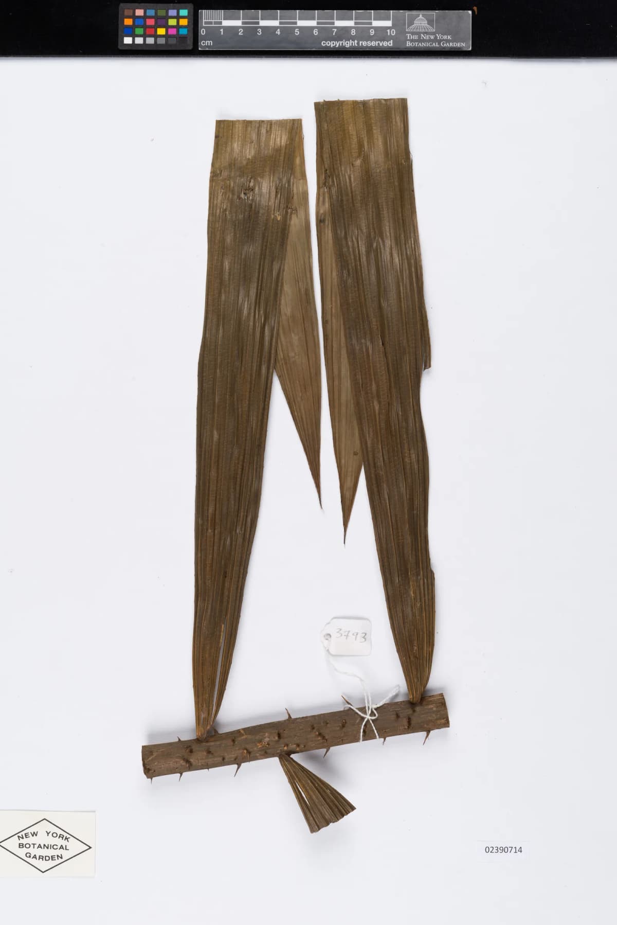 Botanical specimen of Calamus Wailong.