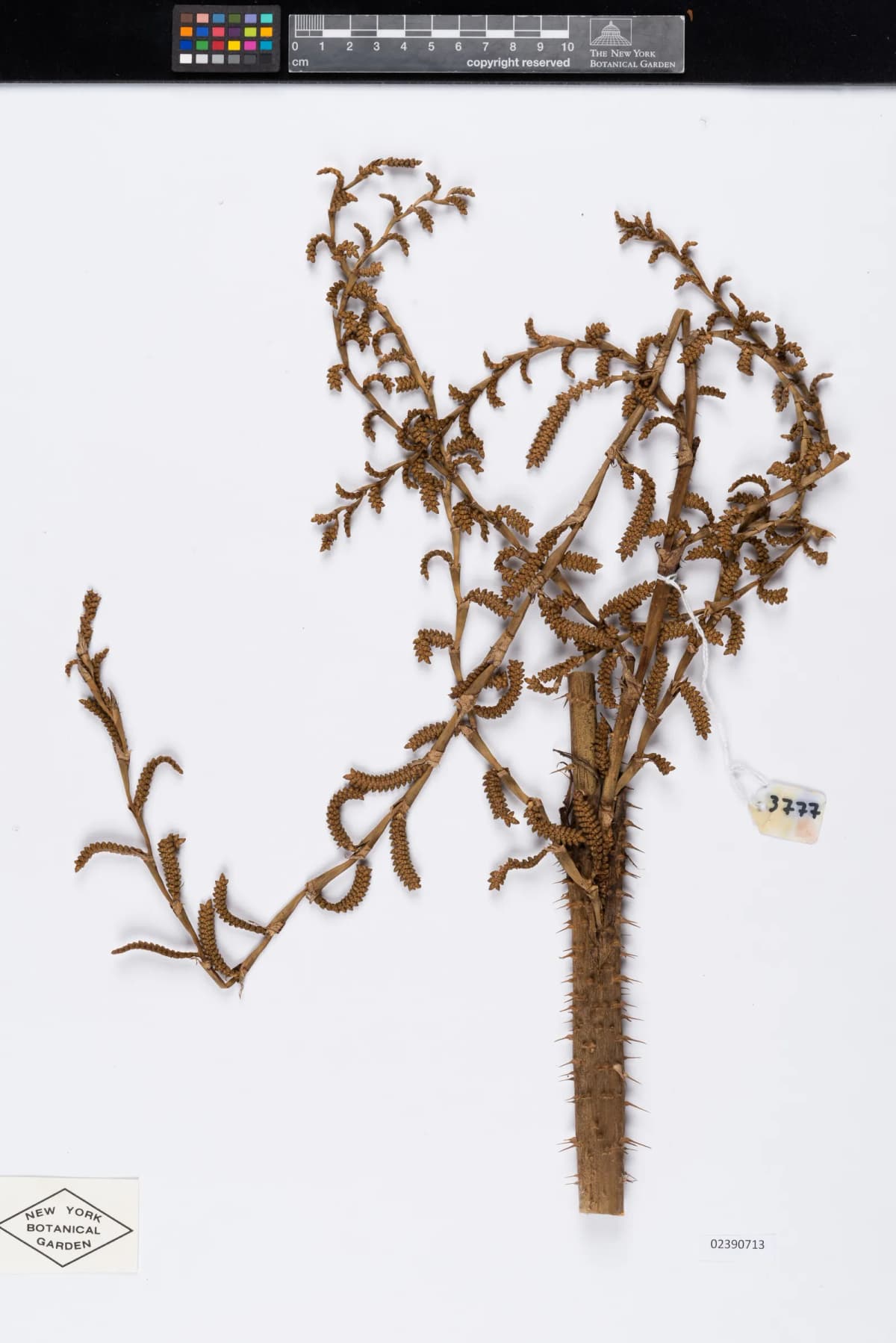 Botanical specimen of Calamus Wailong.