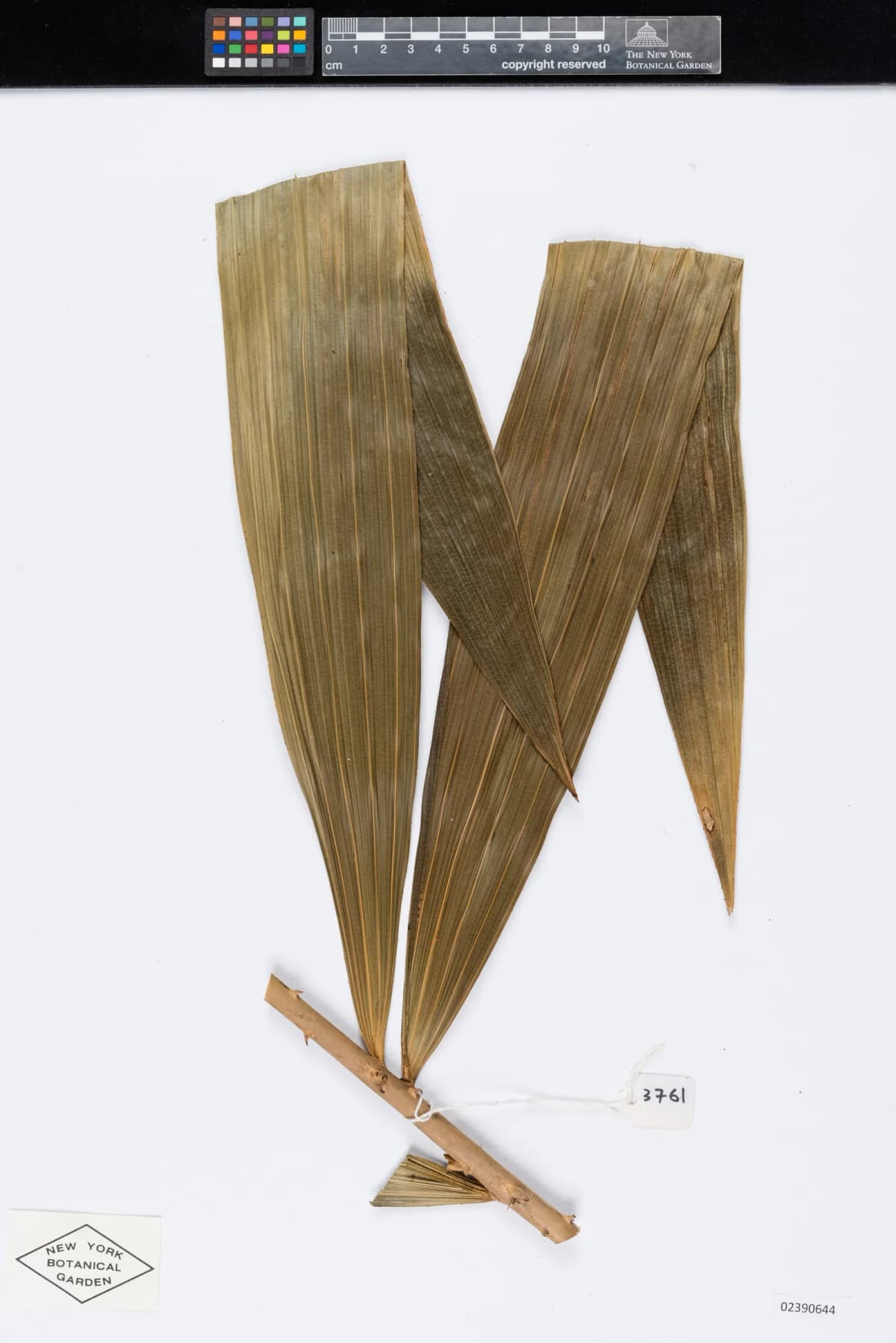 Botanical specimen of Calamus Wailong.