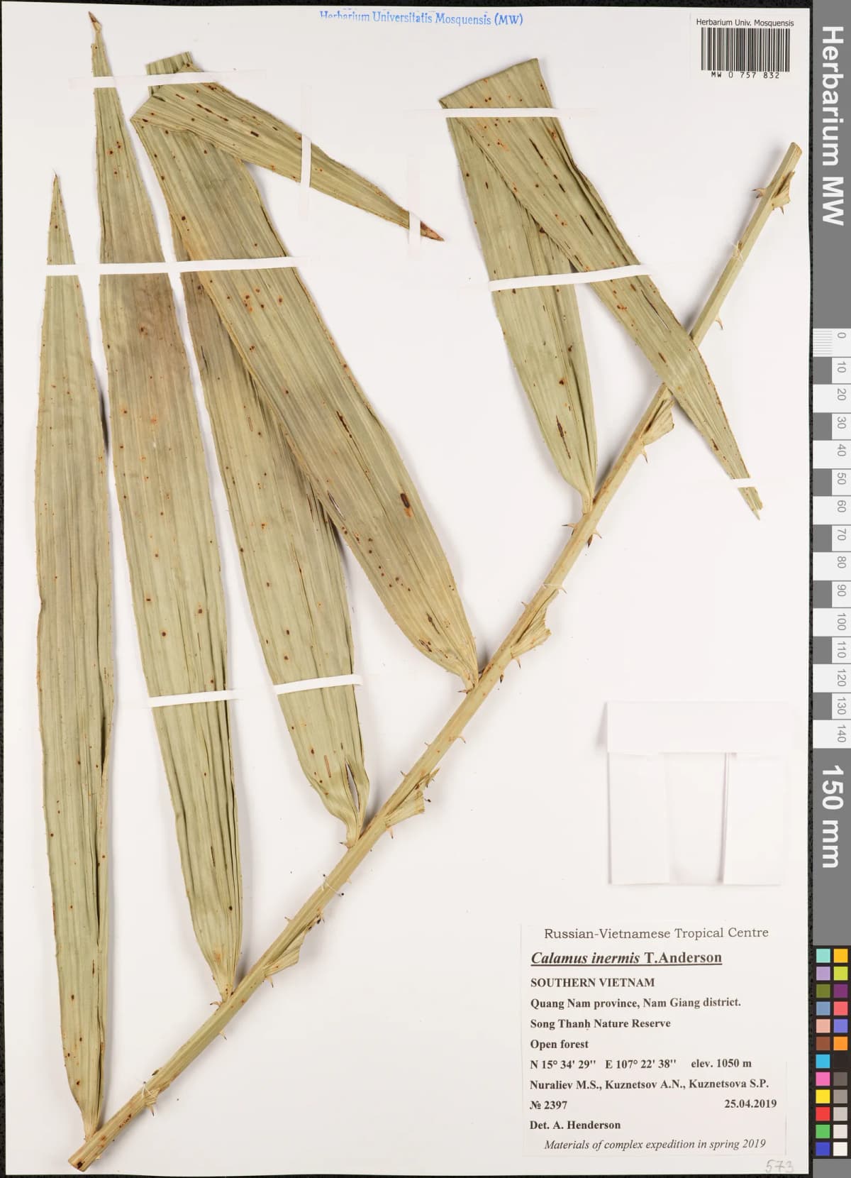 Botanical specimen of Calamus Wailong.