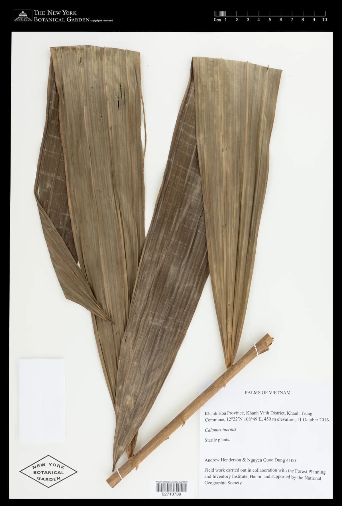 Botanical specimen of Calamus Wailong.