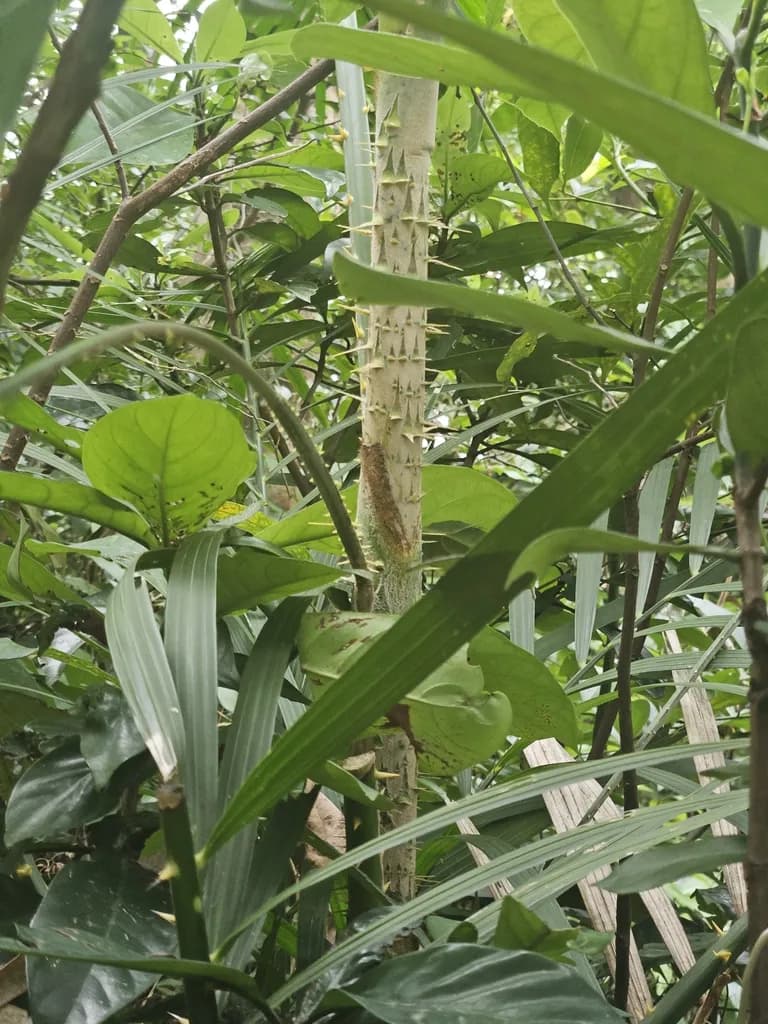 Botanical specimen of Calamus Walkeri.