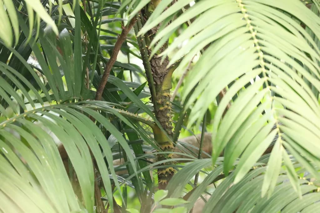 Botanical specimen of Calamus Walkeri.