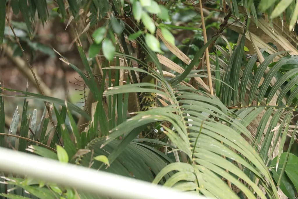 Botanical specimen of Calamus Walkeri.