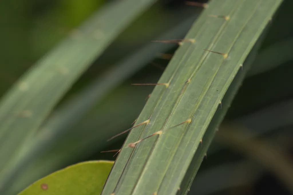 Botanical specimen of Calamus Walkeri.