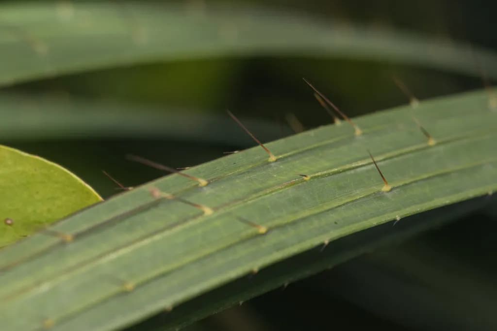 Botanical specimen of Calamus Walkeri.