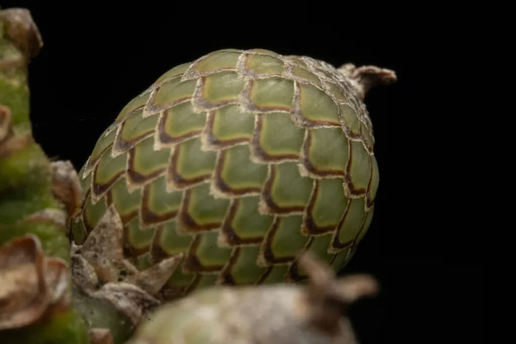 Botanical specimen of Calamus Walkeri.