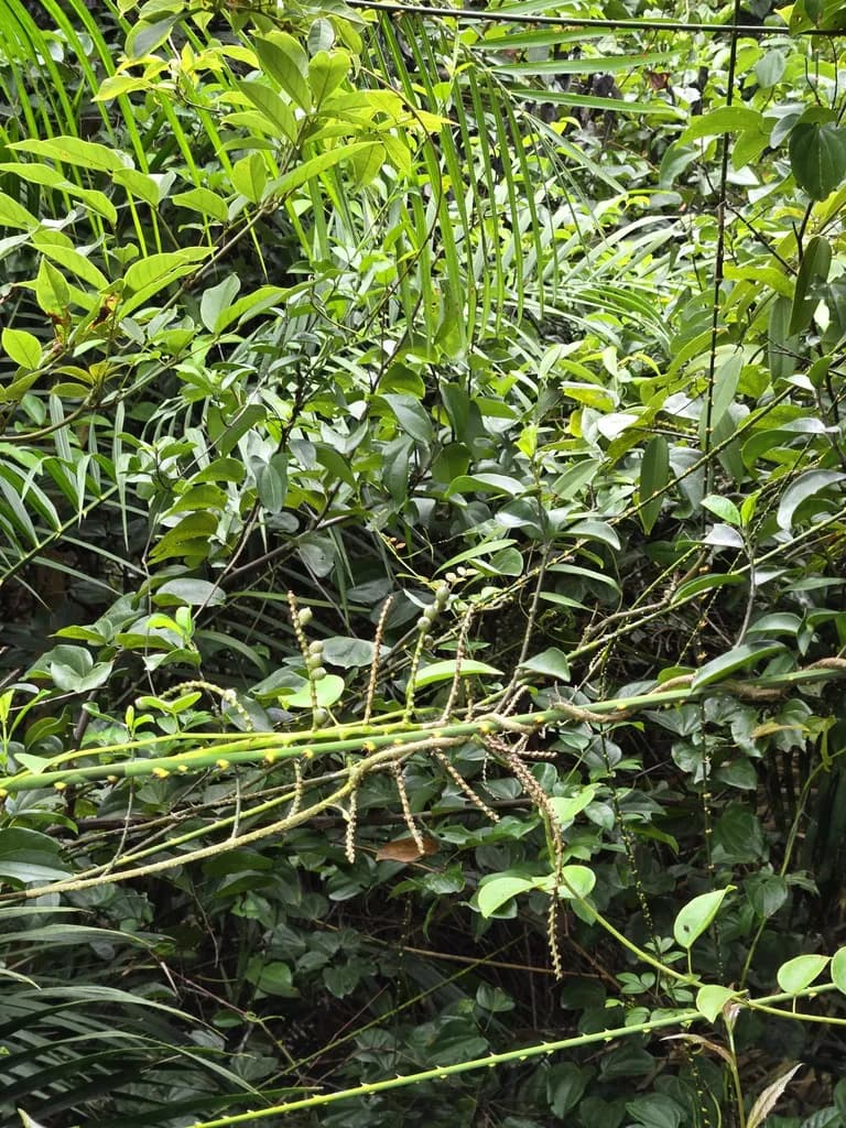 Botanical specimen of Calamus Walkeri.