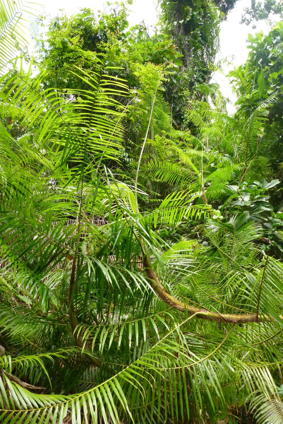 Botanical specimen of Calamus Warburgii.