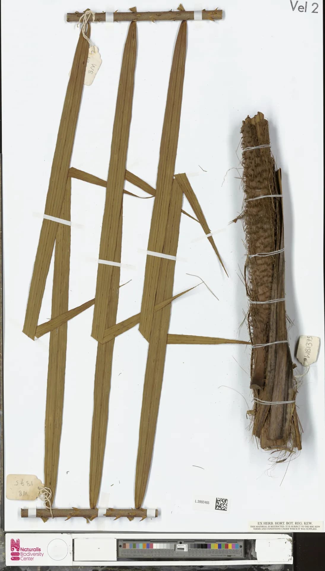 Botanical specimen of Calamus Zebrinus.