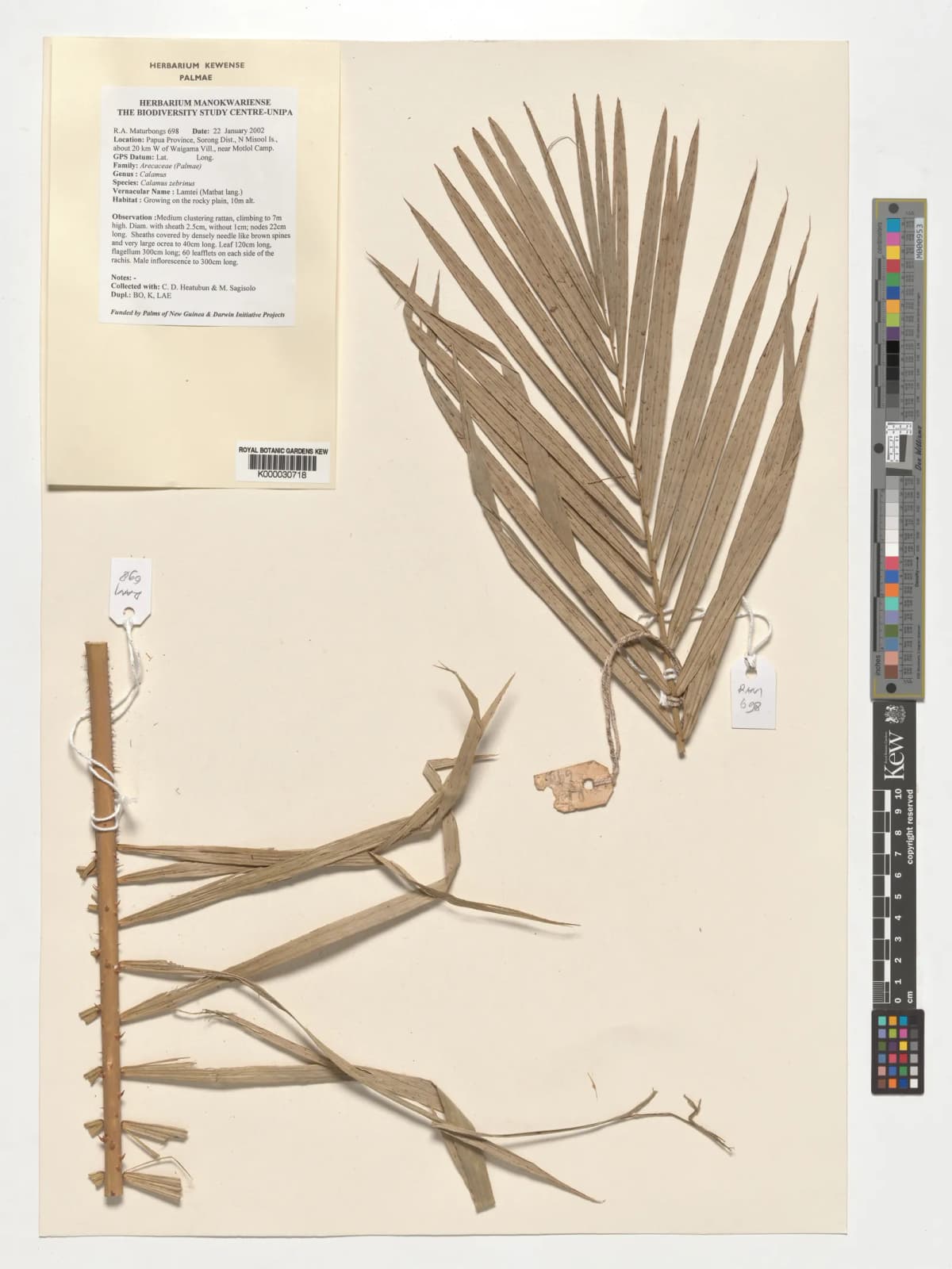 Botanical specimen of Calamus Zebrinus.