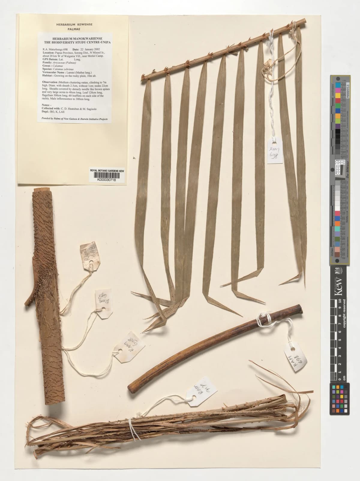 Botanical specimen of Calamus Zebrinus.