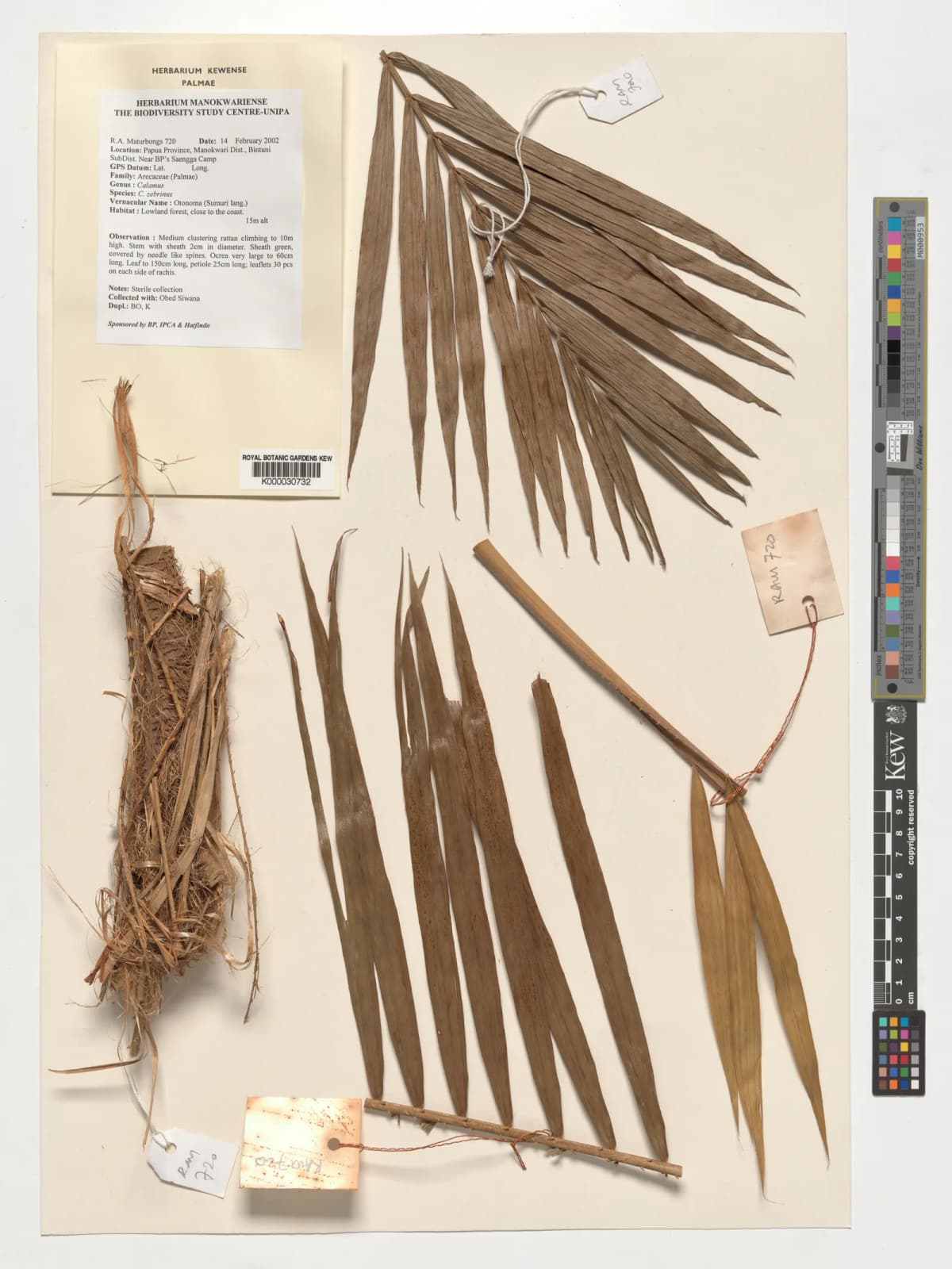 Botanical specimen of Calamus Zebrinus.