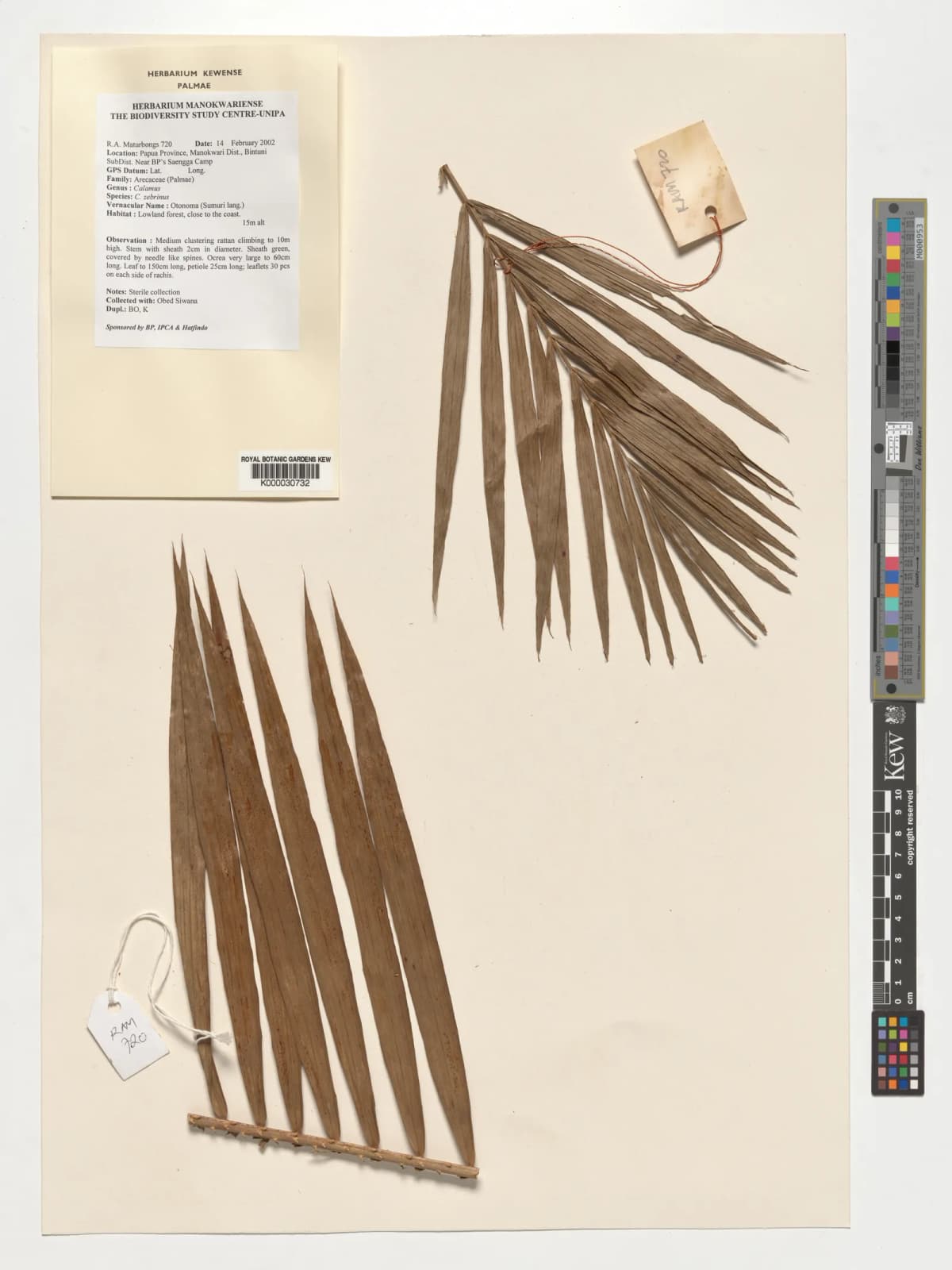 Botanical specimen of Calamus Zebrinus.