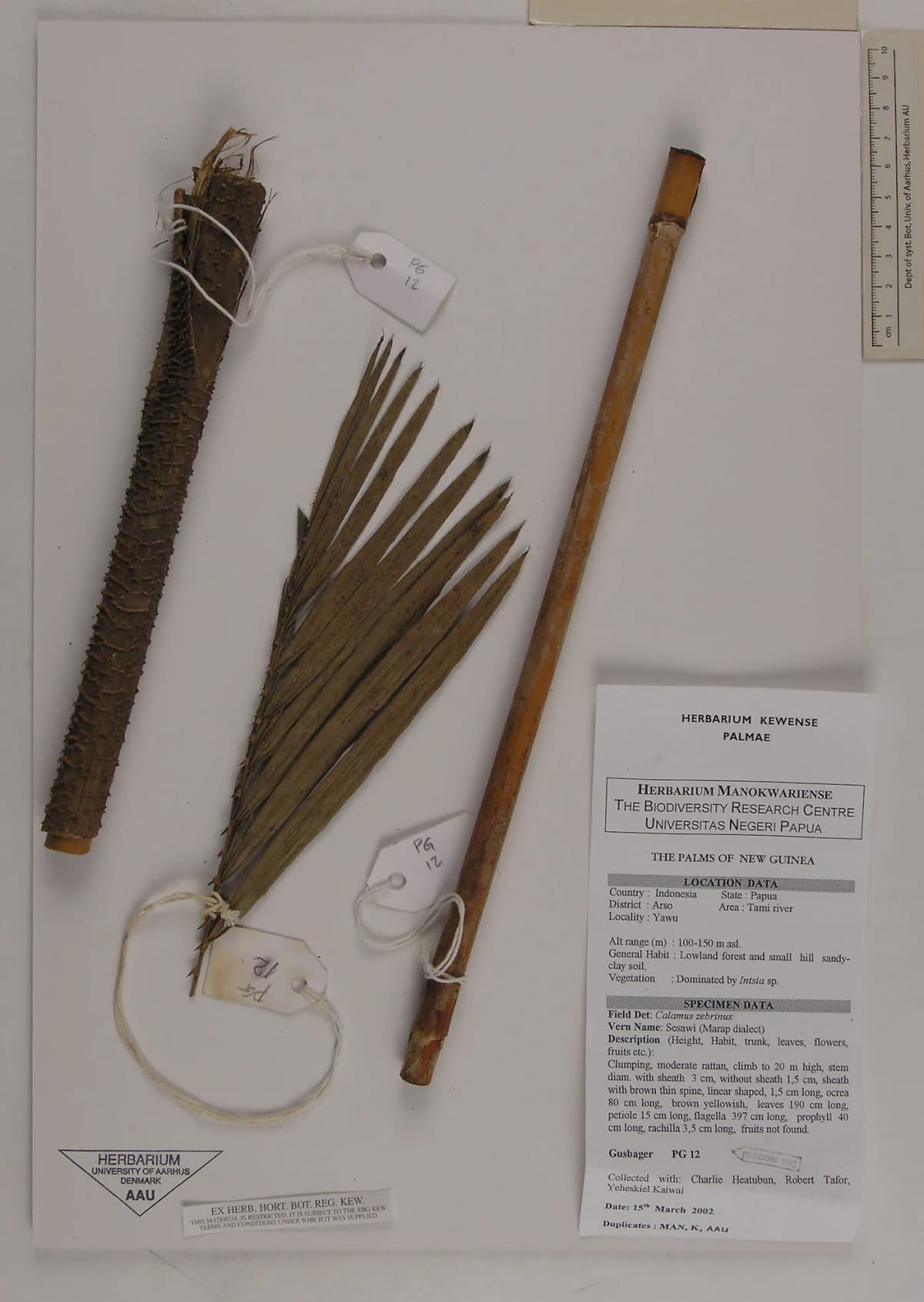 Botanical specimen of Calamus Zebrinus.