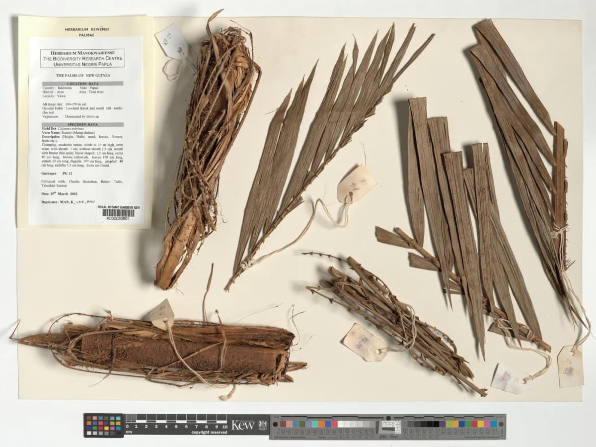 Botanical specimen of Calamus Zebrinus.