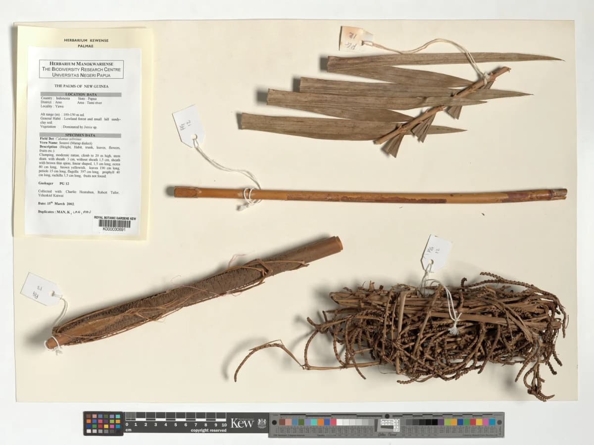 Botanical specimen of Calamus Zebrinus.