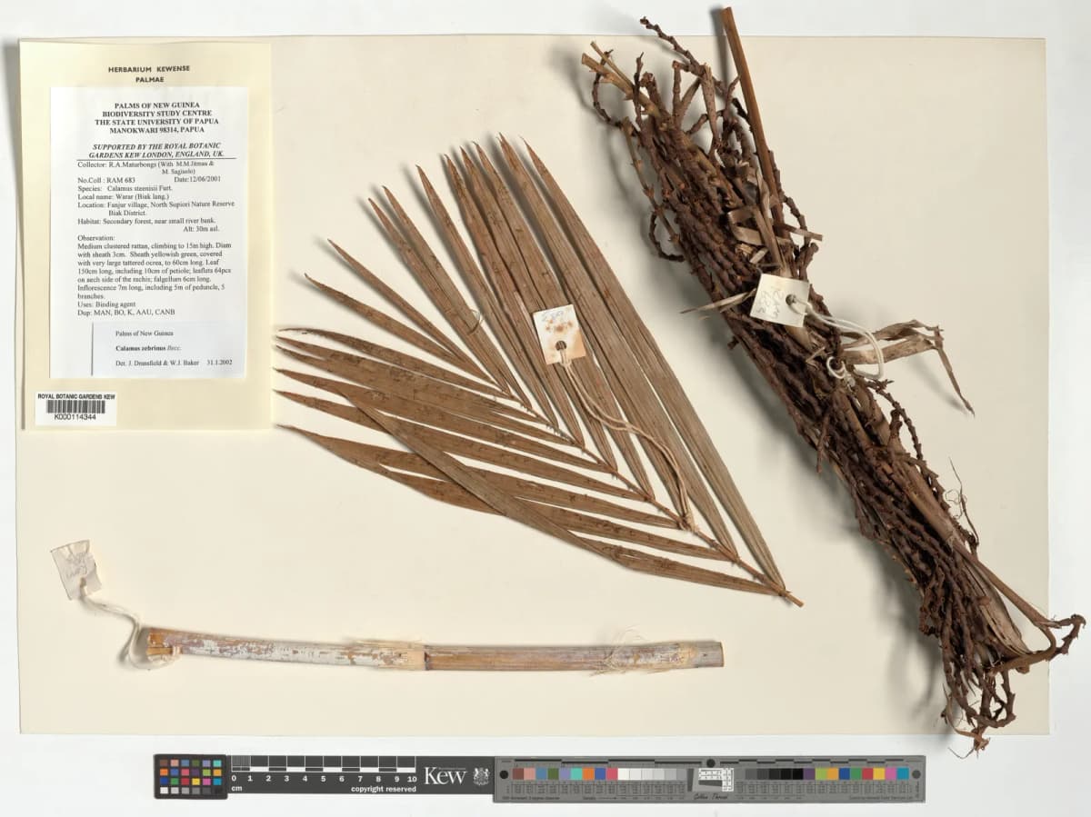 Botanical specimen of Calamus Zebrinus.