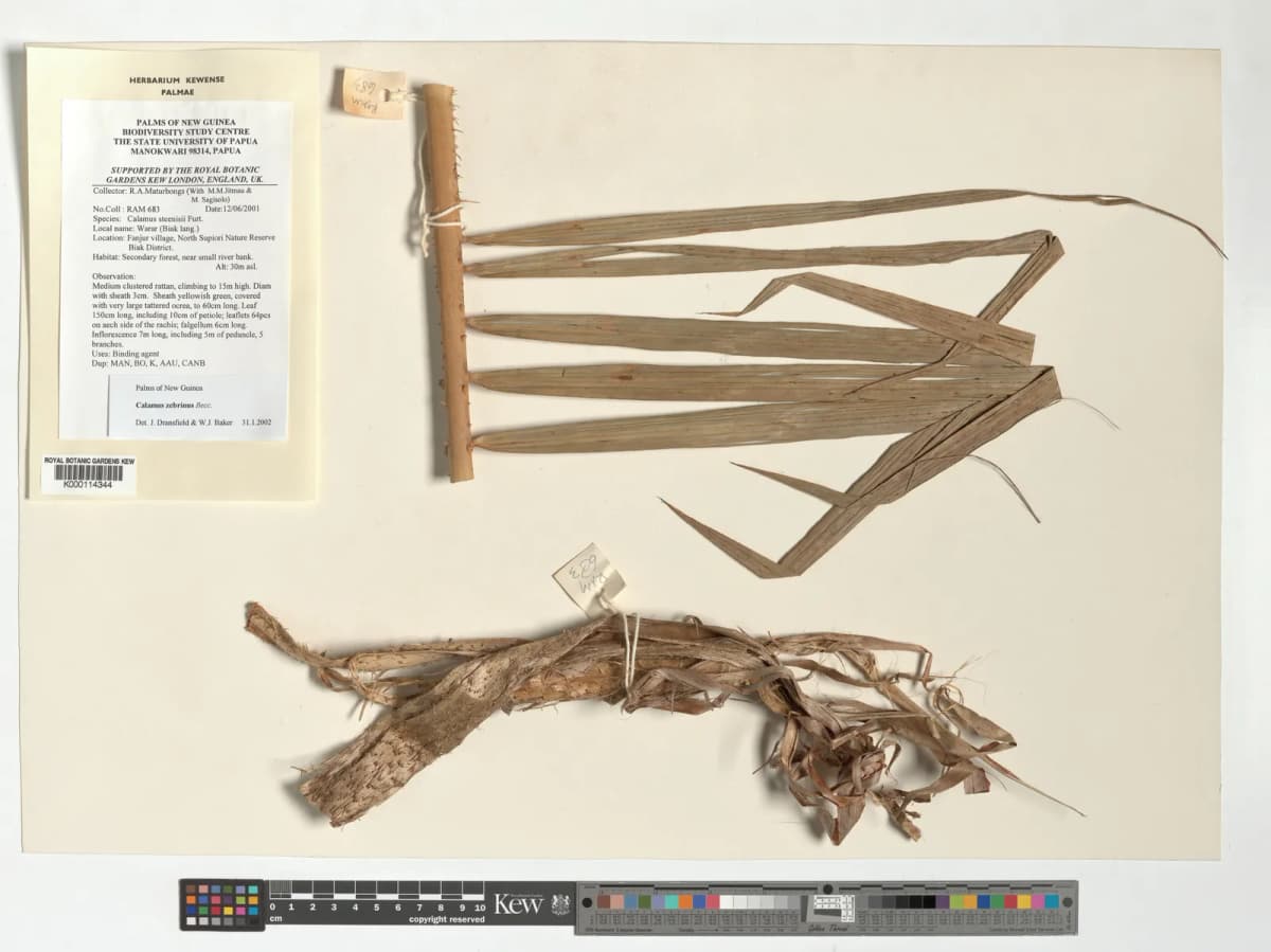 Botanical specimen of Calamus Zebrinus.