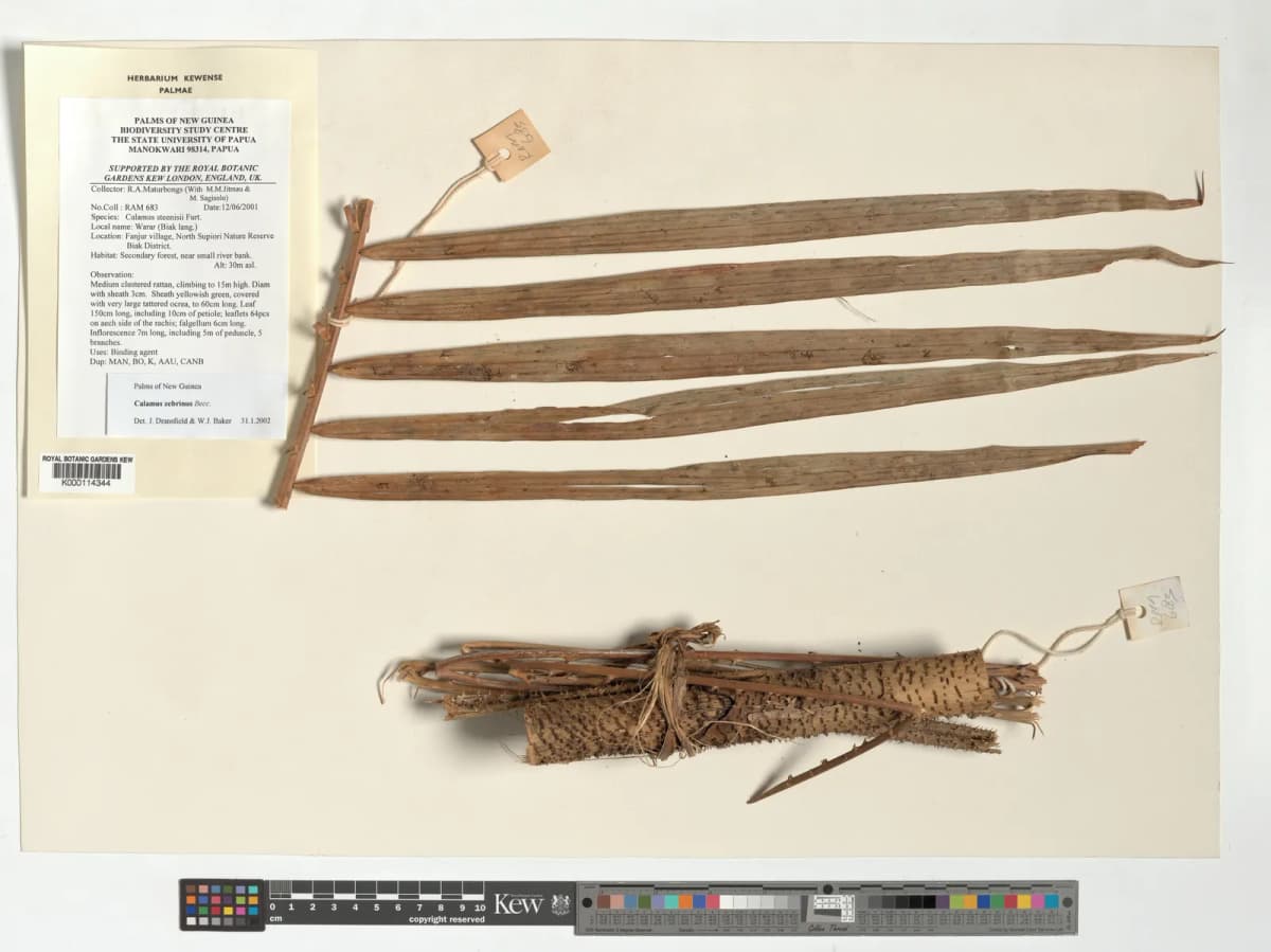 Botanical specimen of Calamus Zebrinus.