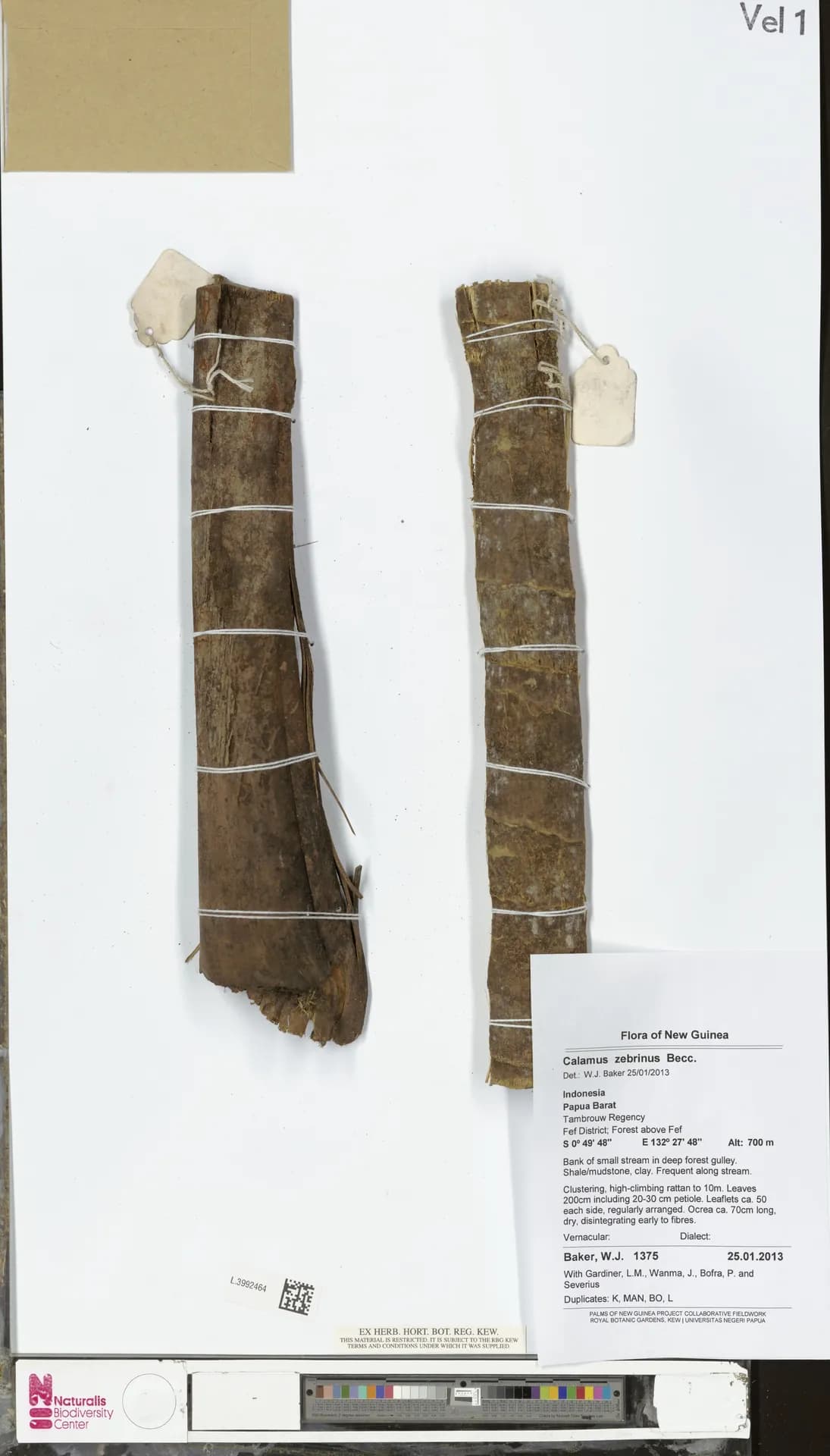 Botanical specimen of Calamus Zebrinus.