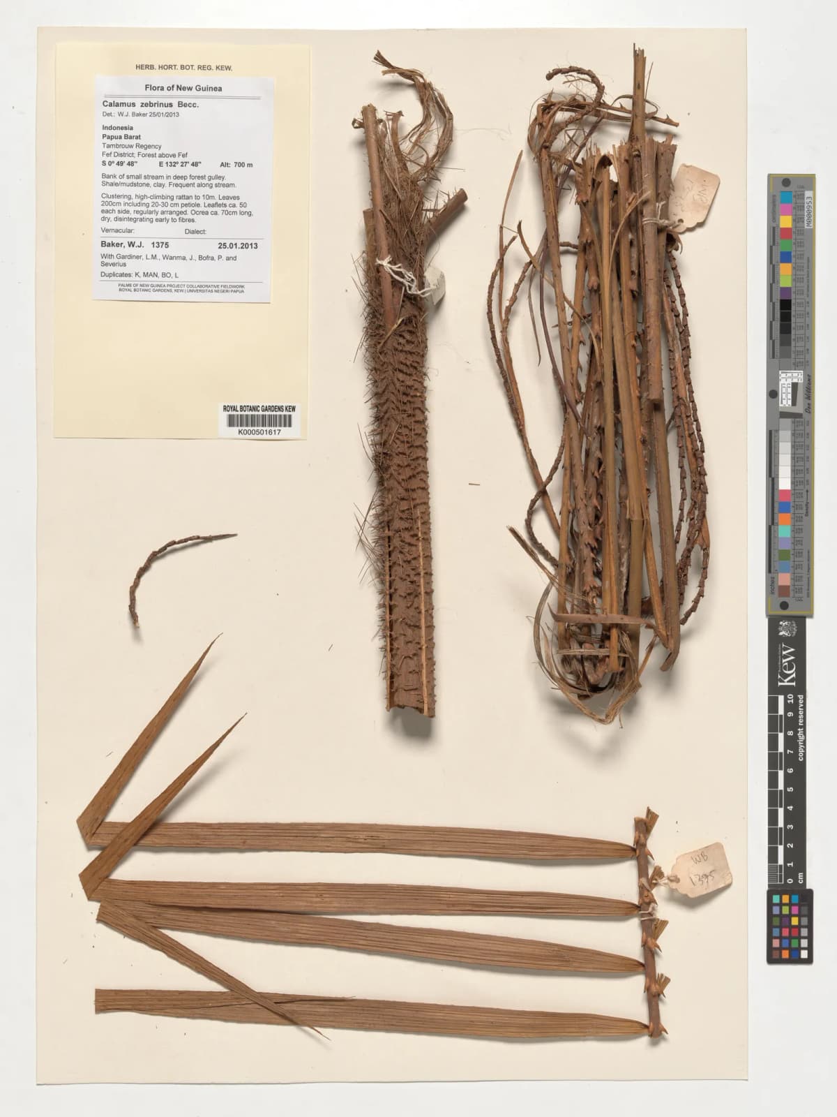 Botanical specimen of Calamus Zebrinus.
